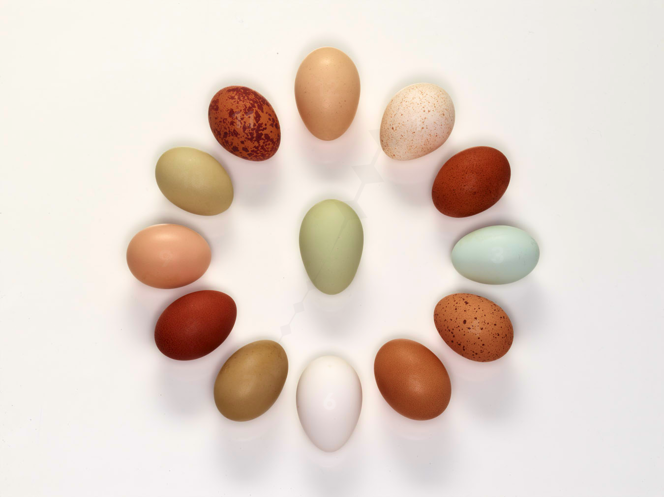 Easter Egg Circle